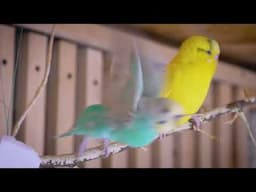 Budgie sounds that will make any bird happy again! Gentle and Soothing