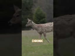 EHD is wiping deer out by the thousands each year. #whitetails #disease #zombie #shorts