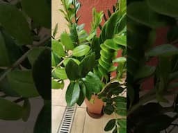 Uma bela ZAMIOCULCA! #dicasdecultivo #plantasdecasa #jardim #garden #maniasderosemary