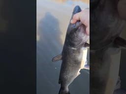 Spring Cats in MN. #3riversfishingadventures