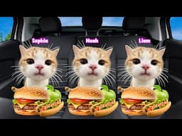 Cat Memes FAMILY VACATION TRIP COMPILATION