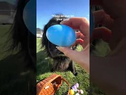 Would you try this activity with your pup🐶❤️🐣