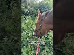 Foraging with my horse?! #horses