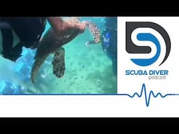 Divers Caught for Abusing Sea Turtle #scubadiving #podcast