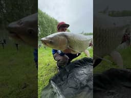 Karpfen 16,9kg