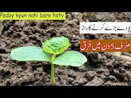 Poday Transplant ke Baad Barhtay Kyun Nahi? | 5 Powerful Tips for Fast Growth