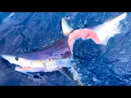 20 Times Sharks Messed With The Wrong Opponent