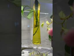 Propagating Plants In Water #plants #indoorplants #indoorgreenhouse #houseplants #plantpropagation
