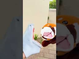 Shark meets Red Panda