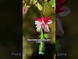 🐦 🤳Já bateu asas e pousou direto na sua tela!