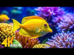 Aquarium 4K VIDEO (ULTRA HD) 🐠 Beautiful Coral Reef Fish - Relaxing Sleep Meditation Music #1