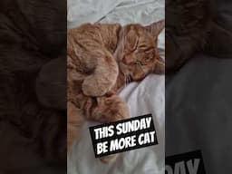 Easy like (easter) Sunday morning #easter #chill #cat
