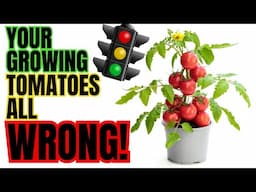 This Little Trick Will Change The Way You GROW TOMATOES Forever