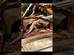 Crocodile gecko FEEDING