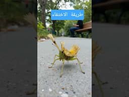 شوف وقول سبحانه الله ( اسلوب التخفي ) #explore تحول بشكل صادم
