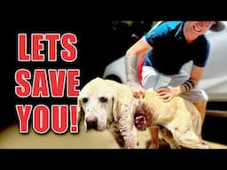 Ride Along Saving 3 Sick Dogs In Thailand