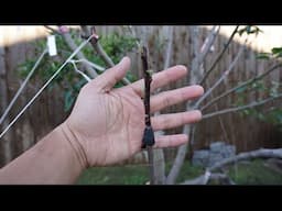 Grafting Pear Onto Apple And Other Grafts Update