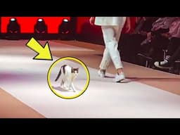 This Cat Crashes Fashion Runway – Then Something Incredible Happens!