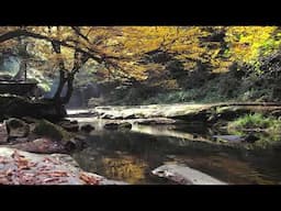 Mindful Meditations - Self Care