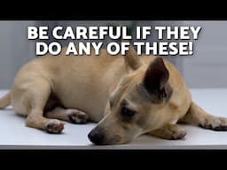 How Do I Know if My DOG Has a STOMACH ACHE? 🤕🐶❗ (8 Clear Signs of an Upset Stomach)
