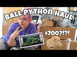 HUGE BALL PYTHON HAUL🐍🥰