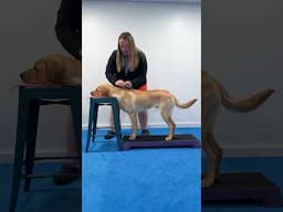Turning My Labrador Into A Ridgeback 😮 (Cooperative Care)