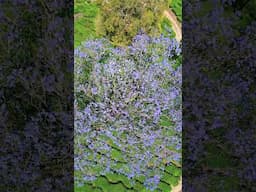 Jacranda flowers blooming now🪻🪻🪻