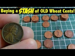 TONS of  OLD Wheat Cents in this  *HUGE* Collection Purchase! Upgrades for the Album!!