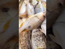 box penuh ikan jenaha dan kerapu #uqi2017 #fishing #mancing #mancingmania