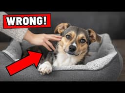 Your Dog Will Trust You… Until You Make This Mistake