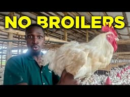 This is WHY I Do Not Keep Broilers