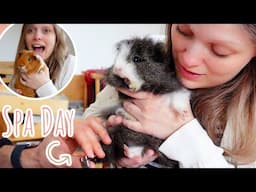 Clipping My 5 Guinea Pigs' Nails | Guinea Pig Spa Day