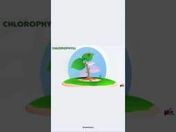 Chlorophyll: The Science of Green | What is Chlorophyll?  #chlorophyll