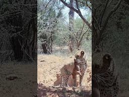 Leopard has bacon for breakfast! #shorts #wildlife  #safari #trailcamera