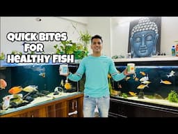 * Best Natural Food for Aquarium Fish* | Dried Shrimps from Quick Bites