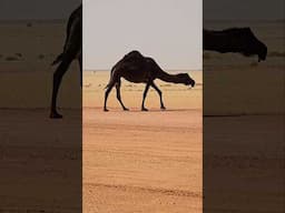 What Camel Life He Has