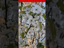 Spring Garden Magic: Stunning Fruit Tree Blossoms!