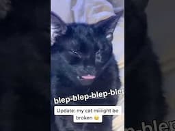 Dumb Black Cats Being Stupid. #funnyanimals #pets #animallover funny