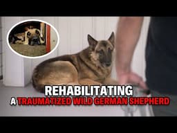 Healing a Wild Soul: The Rescue of a Traumatized German Shepherd | Dog Nation Throwbacks