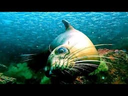 Playful sea lion in bait ball entertains scuba divers with his antics