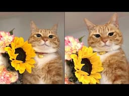 Try Not To Laugh 🤣 New Funny Cats Video 😹 - MeowFunny Part 35