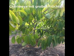 Steckbrief Cherimoya - Anbau auf La Palma und große Früchte ernten