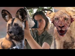 WILDEST DAY I’ve Ever Filmed: WildDogs & Lions on a Kill