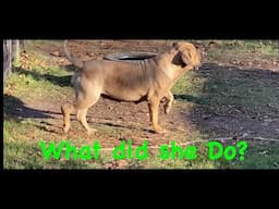 BOERBOEL RIDING THE CRAZY TRAIN!