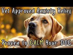 I Played This and My Dog Immediately Relaxed - Scientifically Proven to Calm them in Minutes