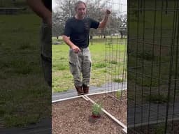 Build a sturdy tomato cage using a cattle panel—perfect support all season long!
