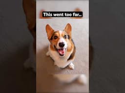 Squid Game but Corgi is the Front Man