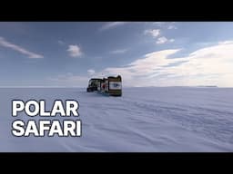 Polar Safari | Ice Kingdom