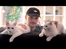 Ich habe 2 gerettete Katzen adoptiert...