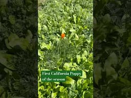 Signs that spring has finally sprung! The first California Poppy has bloomed in my meadow garden